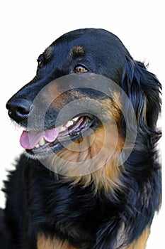 Portrait of a cute black mixed breed dog