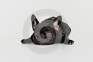 Portrait of cute black puppy, French Bulldog calmly lying and looking up isolated over white background