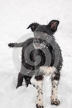 Portrait of a cute black puppy playing on the ground in the fresh fluffy snow. Vertical color photo