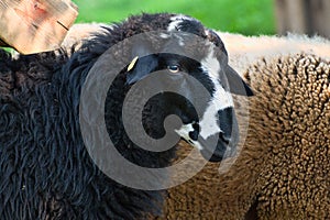 Portrait of a cute black sheep with white markings