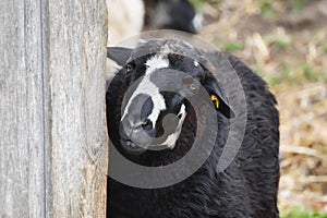 Portrait of a cute black sheep with white markings looking around the corner of a wooden barn