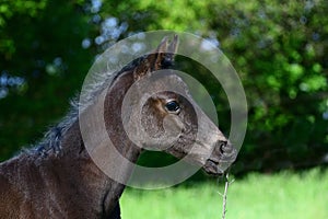 Portrait of a cute black warmblood filly with a green background, nibbling on a dry branch
