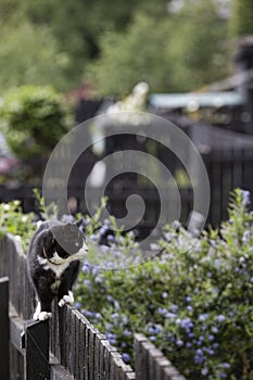 Portrait of a cute black and white cat climbing on a garden fence