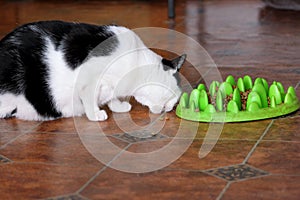 Portrait of cute black and white cat eating form green bowl of food pellets for cat in living room of house. Pet shop.