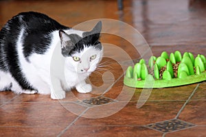 Portrait of cute black and white cat eating form green bowl of food pellets for cat in living room of house. Pet shop.