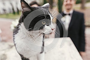Portrait of cute black and white cat in front of gorgeous bride and stylish groom in european city street in autumn. happy wedding