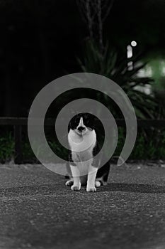 Portrait of a cute black and white cat in the park.