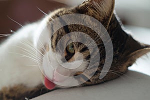 Portrait of a cute Black and white cat s