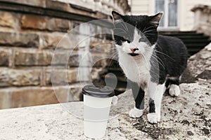 Portrait of cute black and white cat sitting on old stairs of castle near coffee to go cup in european city street in autumn