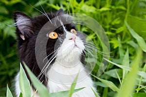 Portrait of cute black and white curious Persian kitten cat looking up for something in the tree bush at the garden