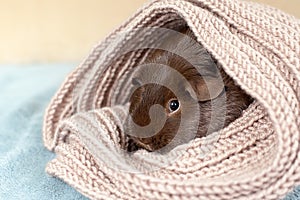 Portrait of a cute black and white guinea pig with a pink nose snuggled up in a warm gray scarf