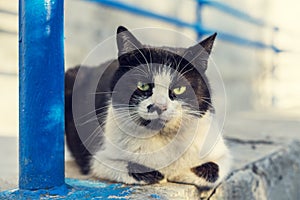 Portrait cute a black and white homeless cat looking at the camera with embittered big green eyes on the street in summer