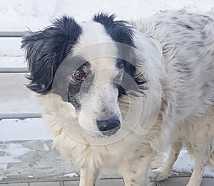 Portrait of a cute black and white mongrel dog waiting for its owner on a winter street