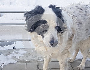 Portrait of a cute black and white mongrel dog waiting for its owner on a winter street