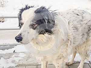 Portrait of a cute black and white mongrel dog waiting for its owner on a winter street