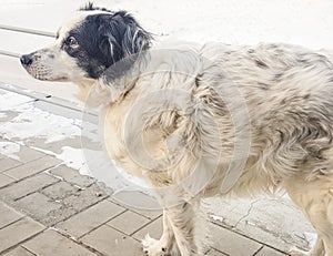 Portrait of a cute black and white mongrel dog waiting for its owner on a winter street