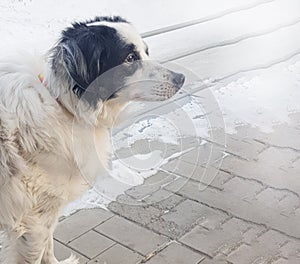 Portrait of a cute black and white mongrel dog waiting for its owner on a winter street