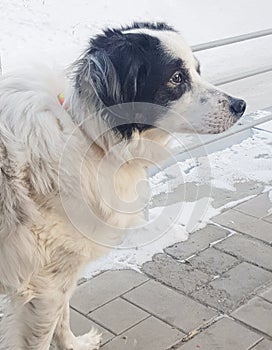 Portrait of a cute black and white mongrel dog waiting for its owner on a winter street, vertical frame