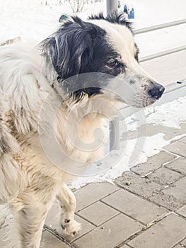 Portrait of a cute black and white mongrel dog waiting for its owner on a winter street, vertical frame