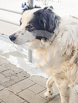Portrait of a cute black and white mongrel dog waiting for its owner on a winter street, vertical frame