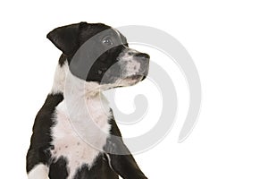 Portrait of a cute black and white stafford terrier puppy looking to the right on a white background
