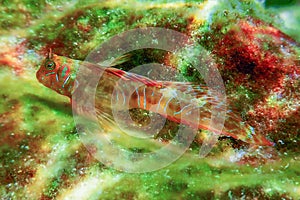 Portrait Of Cute Blenny fish, Close up  Parablennius zvonimiri