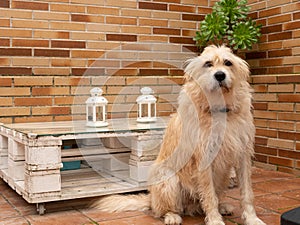 Portrait of a cute blonde dog sitting on the floor and looking with a smart face