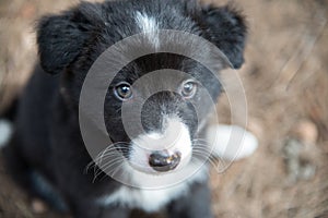 Portrait of a cute blue-eyed Border Collie puppy