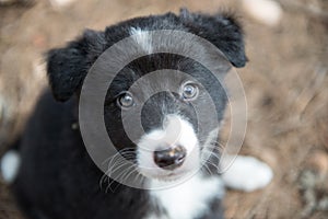 Portrait of a cute blue-eyed Border Collie puppy