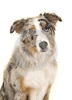 Portrait of a cute blue merle odd eyed australian shepherd dog l