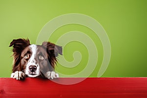 Portrait of a cute border collie puppy looking around the corner of an lime green empty board, AI Generated