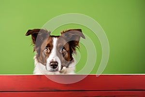 Portrait of a cute border collie puppy looking around the corner of an lime green empty board, AI Generated
