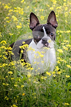 Portrait of a cute Boston Terrier