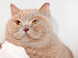 Portrait of cute British short hair cat. Home pet. Cute animal face