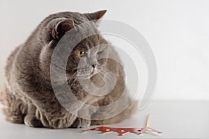 Portrait cute British Shorthair Cat with bright orange eyes lying and look down on white background.