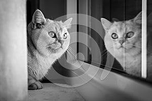 Portrait of cute british shorthair cat at window