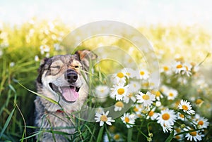 Portrait of a cute brown dog sitting on a summer tree Sunny meadow in white flowers of daisies and cute smiles