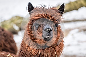 Portrait of cute brown lama