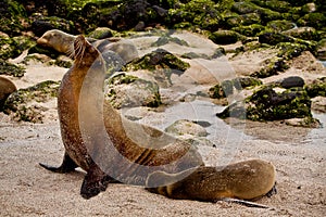 Portrait of cute brown sea lion with baby in San