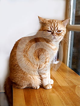 Portrait of cute brown tabby cat.