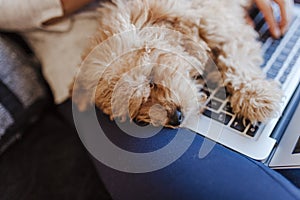 Portrait of a Cute brown toy poodle with his young woman owner at home. sleeping on laptop. daytime, indoors