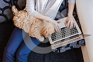 Portrait of a Cute brown toy poodle with his young woman owner at home. Using laptop. daytime, indoors