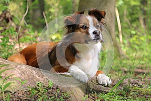 a portrait of a cute brown white border collie mixed breed dog lying on a tree root in the forest