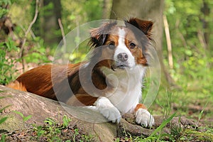 a portrait of a cute brown white border collie mixed breed dog lying on a tree root in the forest