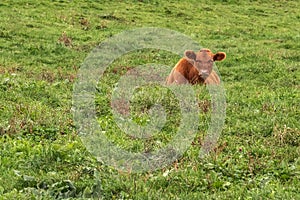 Young brown cow laying in green grass