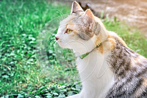Portrait of cute calico parti-colour thai cat with yellow eyes looking at the camera with suspicion. Green grass background. Surpr