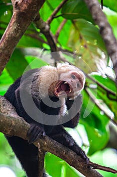 Capuchin cebidae  monkey in the natural environment. photo
