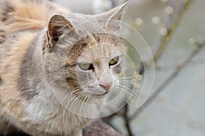 Portrait of cute cat