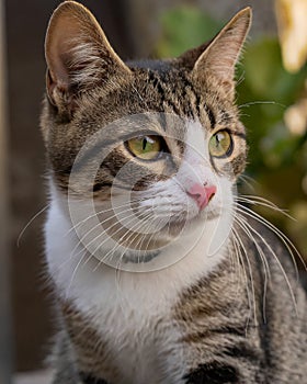 Portrait of a cute cat