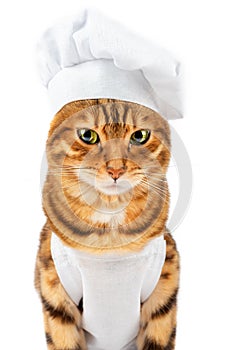 Portrait of a cute cat in a chefs hat and uniform